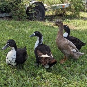 Meet your Posher, Bree